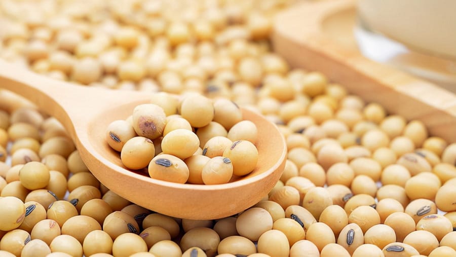Giàu protein